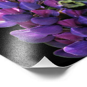 Bumble Bee On Wild Lupine Flower Close Up 8x8 Foto Afdruk (Hoek)