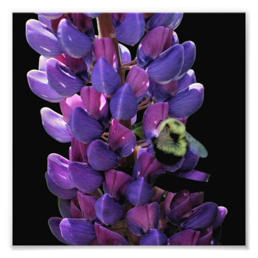 Bumble Bee On Wild Lupine Flower Close Up 8x8 Foto Afdruk (Voorkant)