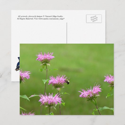 Bumble bee op bijenbalm Briefkaart (Voorkant / Achterkant)