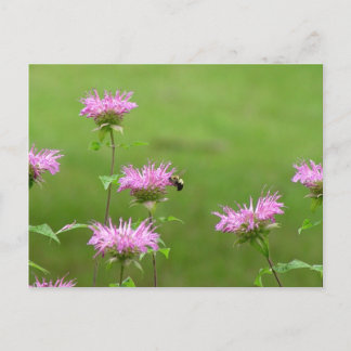 Bumble bee op bijenbalm Briefkaart