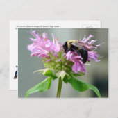 Bumble bee op bijenbalm Briefkaart 2 (Voorkant / Achterkant)