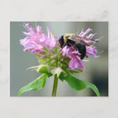 Bumble bee op bijenbalm Briefkaart 2 (Voorkant)