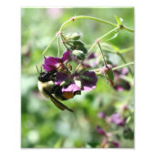 Bumble Bee op Bloem 8x10 Foto Afdruk (Voorkant)