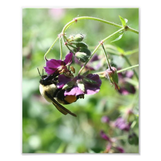 Bumble Bee op Bloem 8x10 Foto Afdruk (Voorkant)