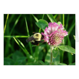 Bumble Bee op Clover All Occasion Blank Greeting