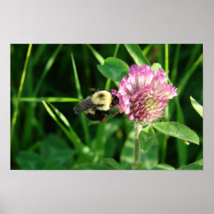 Bumble Bee op Clover Poster
