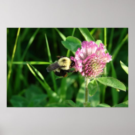 Bumble Bee op Clover Poster (Voorkant)