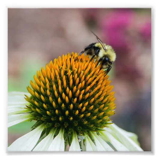 Bumble Bee op Coneflower Square Print Foto Afdruk (Voorkant)