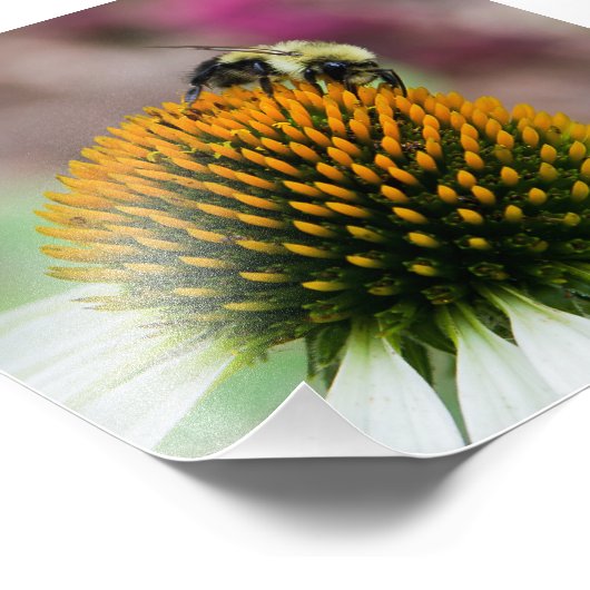 Bumble Bee op Coneflower Square Print Foto Afdruk (Hoek)