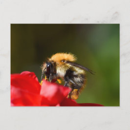 Bumble bee op een Dahlia Briefkaart