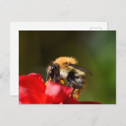 Bumble bee op een Dahlia Briefkaart (Voorkant / Achterkant)