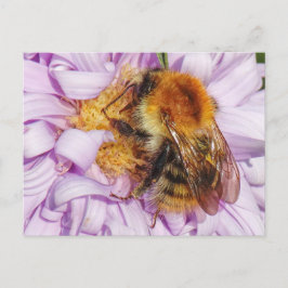Bumble Bee op een Michaelmas Daisy-Briefkaart Briefkaart