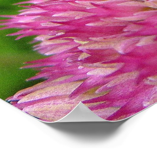 Bumble Bee op het sedum Poster (Hoek)