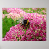 Bumble Bee op het sedum Poster (Voorkant)