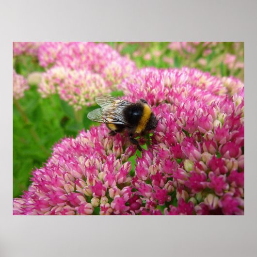 Bumble Bee op het sedum Poster (Voorkant)