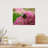 Bumble Bee op het sedum Poster (Keuken)