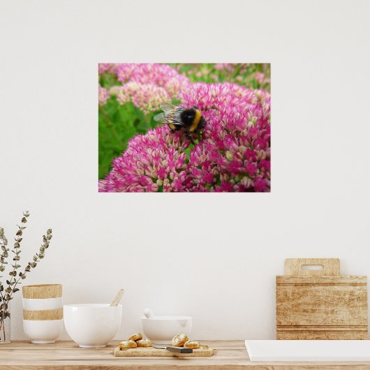 Bumble Bee op het sedum Poster (Keuken)
