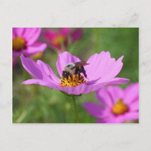 Bumble bee op kosmos briefkaart