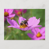 Bumble bee op kosmos briefkaart (Voorkant)