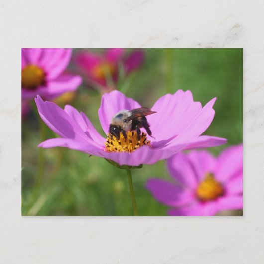 Bumble bee op kosmos briefkaart (Voorkant)