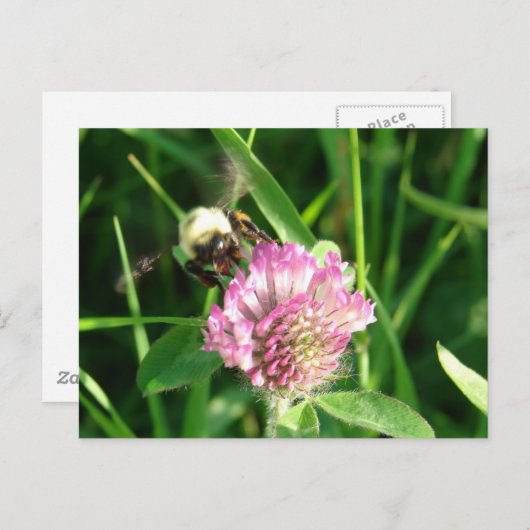 Bumble Bee op Red Clover Briefkaart (Voorkant / Achterkant)