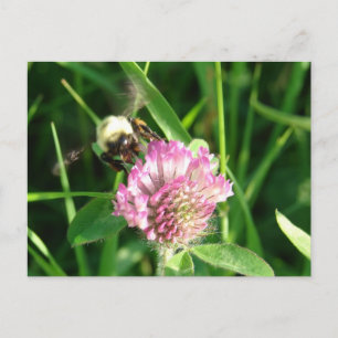 Bumble Bee op Red Clover Briefkaart