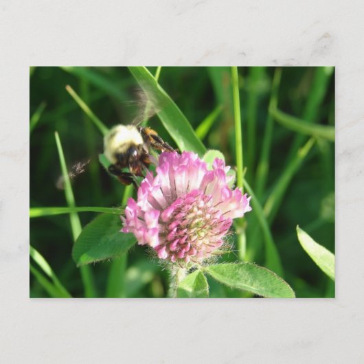 Bumble Bee op Red Clover Briefkaart (Voorkant)