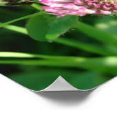 Bumble Bee op Red Clover Poster (Hoek)