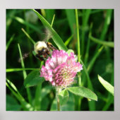 Bumble Bee op Red Clover Poster (Voorkant)