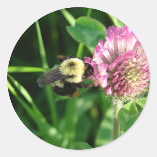Bumble Bee op Red Clover Ronde Sticker (Voorkant)
