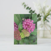 Bumble Bee op Roos Milkweed Briefkaart (Staand voorkant)
