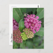 Bumble Bee op Roos Milkweed Briefkaart (Voorkant / Achterkant)
