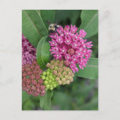Bumble Bee op Roos Milkweed Briefkaart (Voorkant)