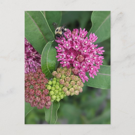 Bumble Bee op Roos Milkweed Briefkaart (Voorkant)