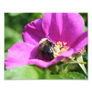 Bumble bee op roze Rose 10x8 Natuur Foto Afdruk