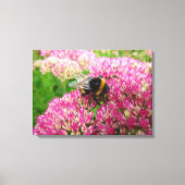 Bumble Bee op Sedum "Autumn Joy" Canvas Afdruk (Voorkant)