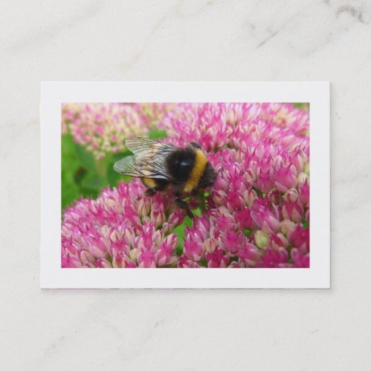 Bumble Bee op sedum (grens) Visitekaartje (Voorkant)