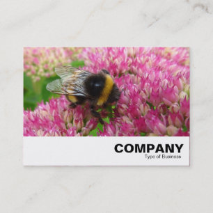 Bumble Bee op sedum Visitekaartje