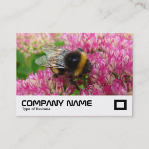 Bumble Bee op sedum Visitekaartje
