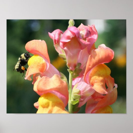Bumble Bee op Snapdragon Flower Natuur Poster (Voorkant)