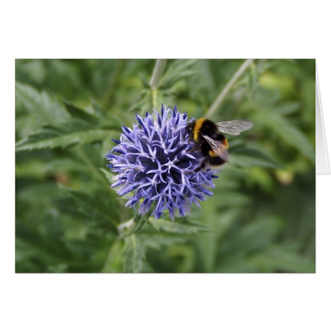 Bumble Bee op Thistle (Voorkant Horizontaal)