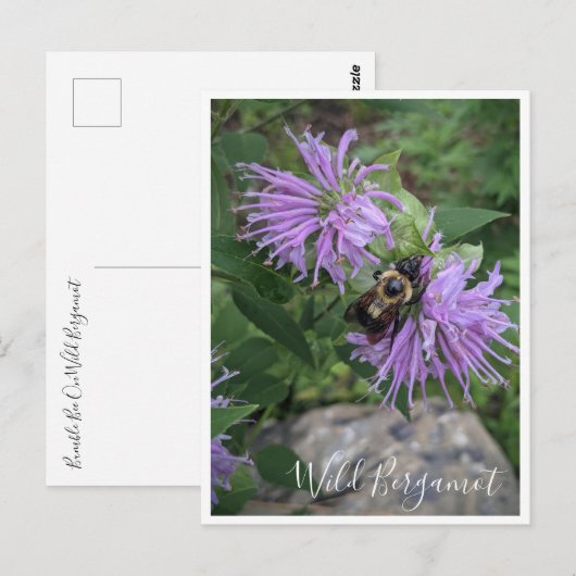 Bumble Bee op Wild Bergamot Briefkaart (Voorkant / Achterkant)
