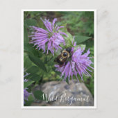 Bumble Bee op Wild Bergamot Briefkaart (Voorkant)