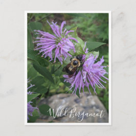 Bumble Bee op Wild Bergamot Briefkaart