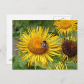 Bumble Bee op Yellow Daisy Briefkaart (Voorkant / Achterkant)