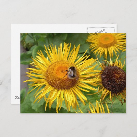 Bumble Bee op Yellow Daisy Briefkaart (Voorkant / Achterkant)
