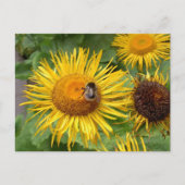 Bumble Bee op Yellow Daisy Briefkaart (Voorkant)