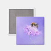 Bumble Bee Perst op een roze ventilator Magneet (Voorkant / Achterkant)