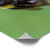 Bumble Bee Photo Poster (Hoek)