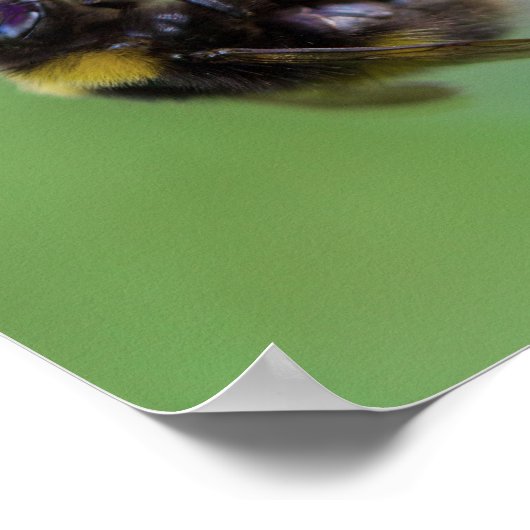 Bumble Bee Photo Poster (Hoek)